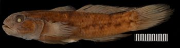 Media type: image;   Ichthyology 28289 Aspect: lateral,description